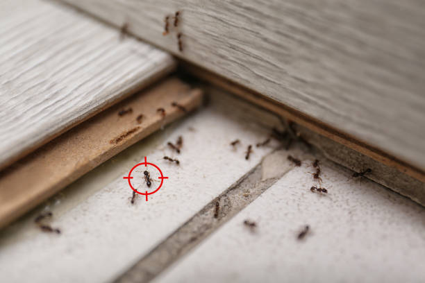 Best Emergency Pest Control  in Washington, PA