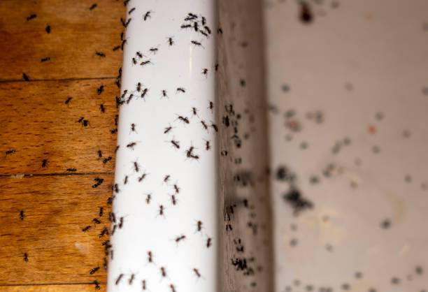 Best Mosquito Control Services  in Washington, PA